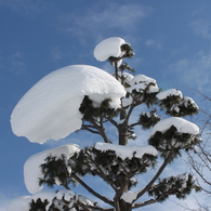 雪帽子