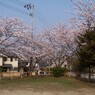 三角公園の桜