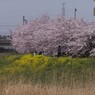 多賀城の桜
