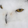 White Owl 1