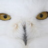 White Owl 4