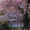 飯田家の桜