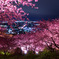 夜桜 2012-3