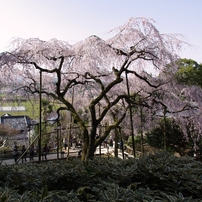 枝垂れ桜　in　波佐見