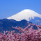 Beautiful M.T Fuji !