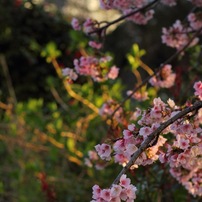 夕暮れ桜