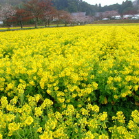 菜の花