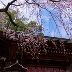 京都スナップ　魁　平野神社