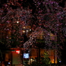 京都スナップ　桜夜景　白川