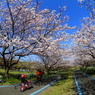 桜道サイクリング