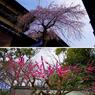 京都スナップ　桜と梅　産寧坂と北野天満宮