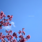 上野の桜