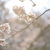 上野の桜