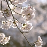 上野の桜