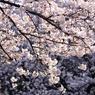 上野の桜