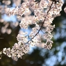 上野の桜