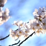 上野の桜