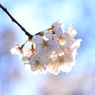 上野の桜