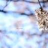 上野の桜