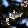 上野の桜