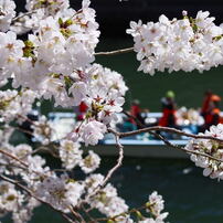 大岡川　春散策