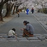 桜花の下で