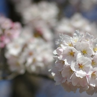 桜玉