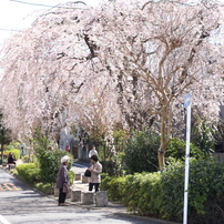 桜散歩１