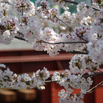 鉄橋と桜