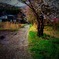 iPhoneで桜を撮る