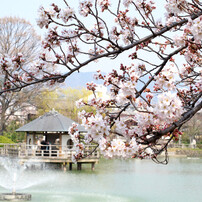 満開を迎えた桜