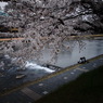 鴨川と桜