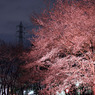 私設ライトアップの夜桜
