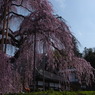 慈雲寺の桜＿１０