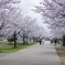 木場潟公園　桜並木