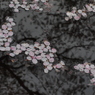 名残り桜