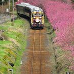 桃とトロッコ列車