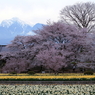 春渡る甲斐駒の里