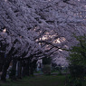 桜回廊-満開