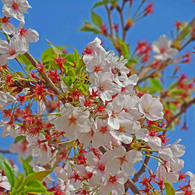 散り始めの桜と蜂