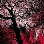 桜の踊り子