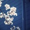 Sakura&Blue-wall