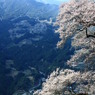 山里の桜