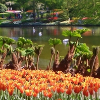 キューケンホフ公園の花