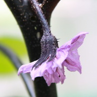 綺麗な花には