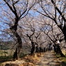 桜街道