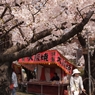 桜と大阪焼き