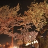 夜空の桜