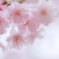桜色ふわり