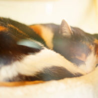 (4) ガラス越しに眠る猫